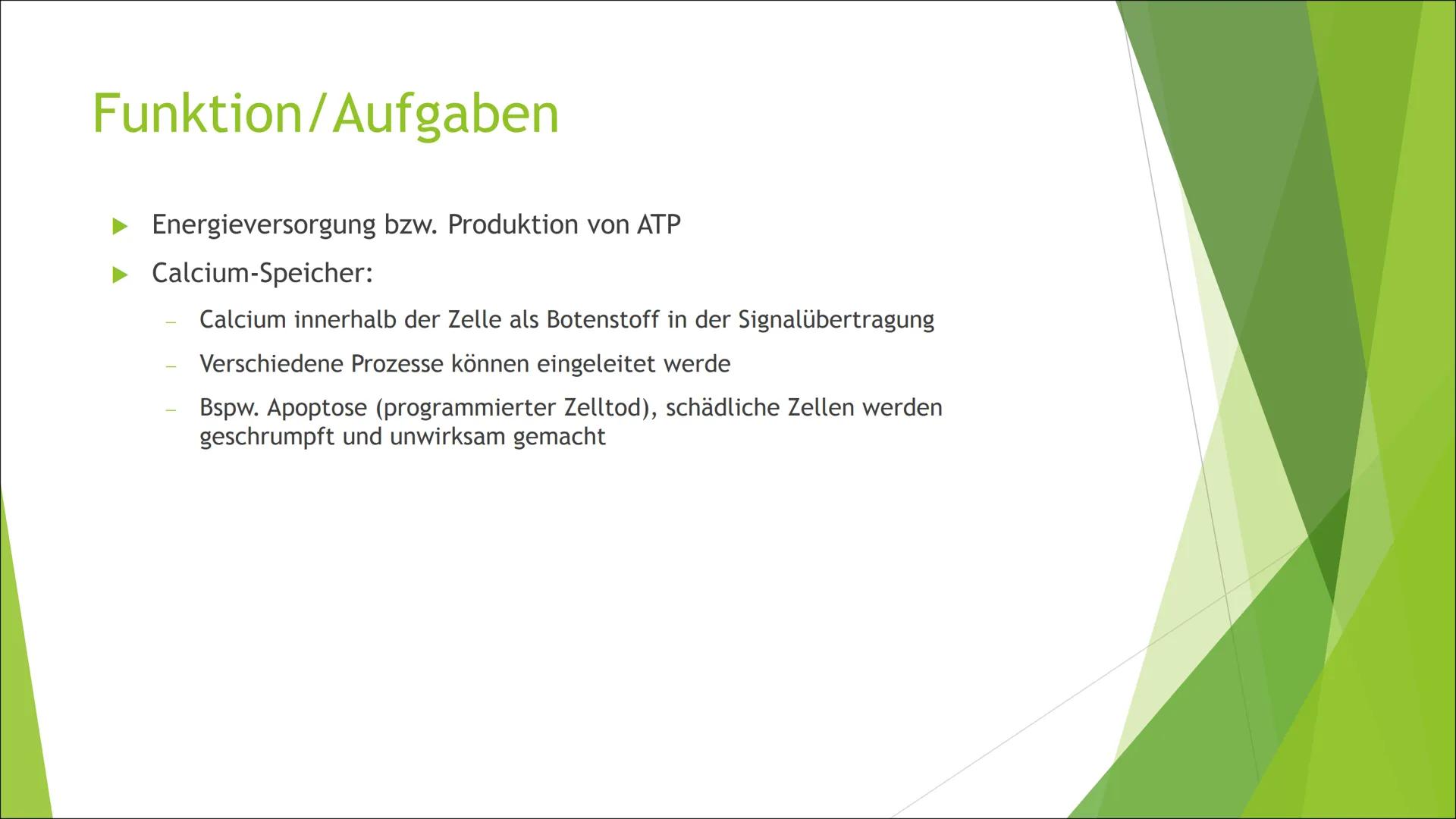 Mitochondrien
Die ,,Kraftwerke" der Zelle Inhalt
Aufbau
►Grundtypen
Mitochondriale DNA
Endosymbiontentheorie
Funktion/Aufgaben
Energieproduk