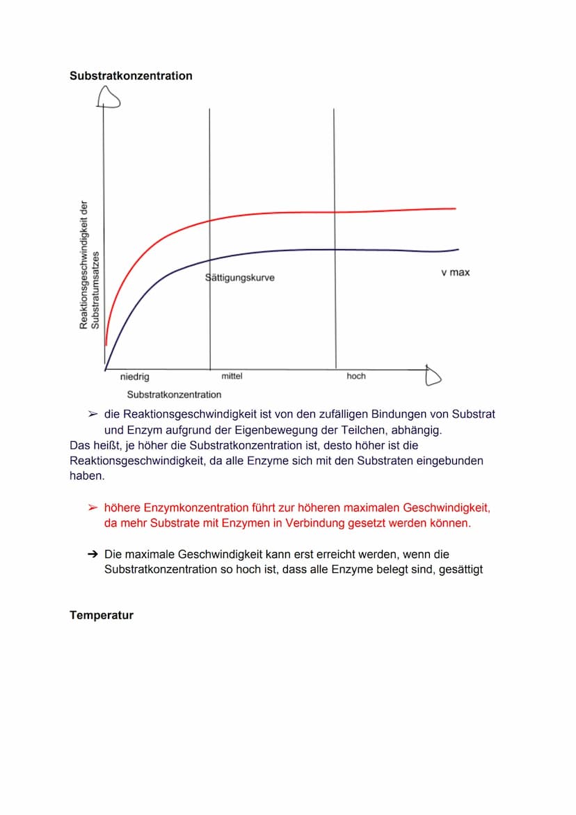 Proteine
●
sind Makromoleküle
● bestehen aus vielen Aminosäuren
• regelmäßig neue gebaut und alte abgebaut
●
entstehen bei der Proteinbiosyn