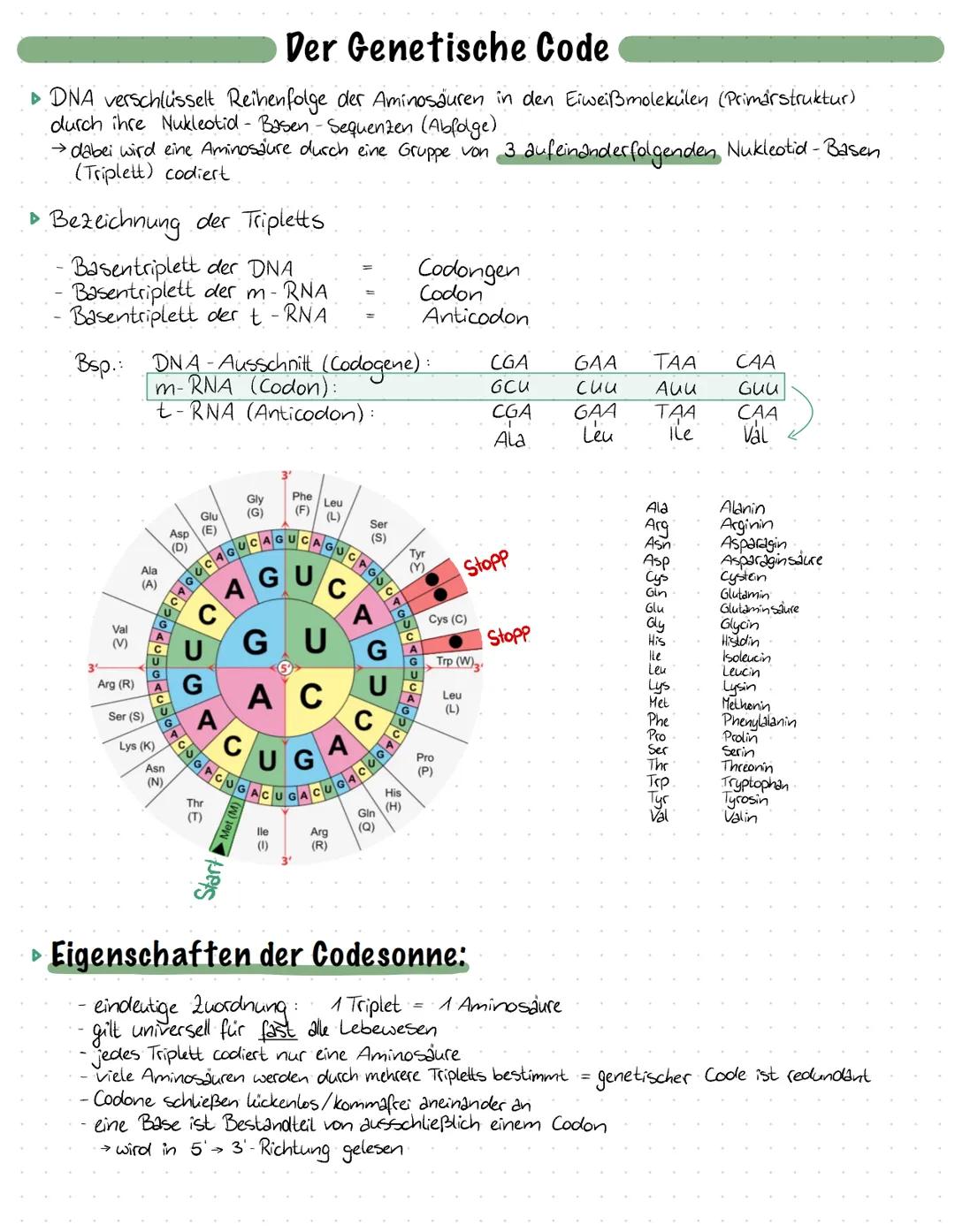 Der Genetische Code
► DNA verschlüsselt Reihenfolge der Aminosäuren in den Eiweißmolekülen (Primarstruktur)
durch ihre Nukleotid - Basen - S