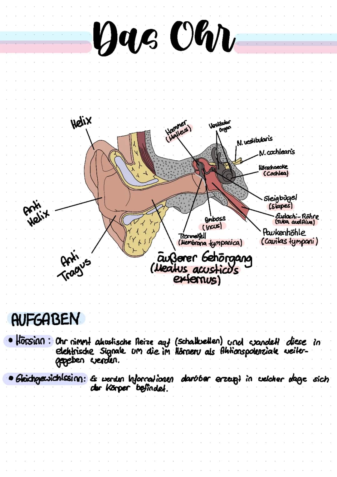 Aubau und Funktion Ohr