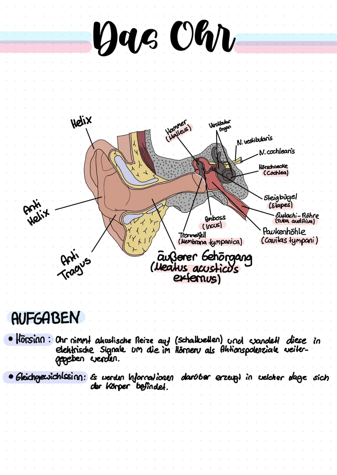 Anti
Helix
Das Ohr
Helix
Anti
Tragus
Hammer
(Malleus)
Vestibular
Organ
Amboss
(Incus)
N. vestibulan's
Trommelfell
(Membrana tympanica)
außer