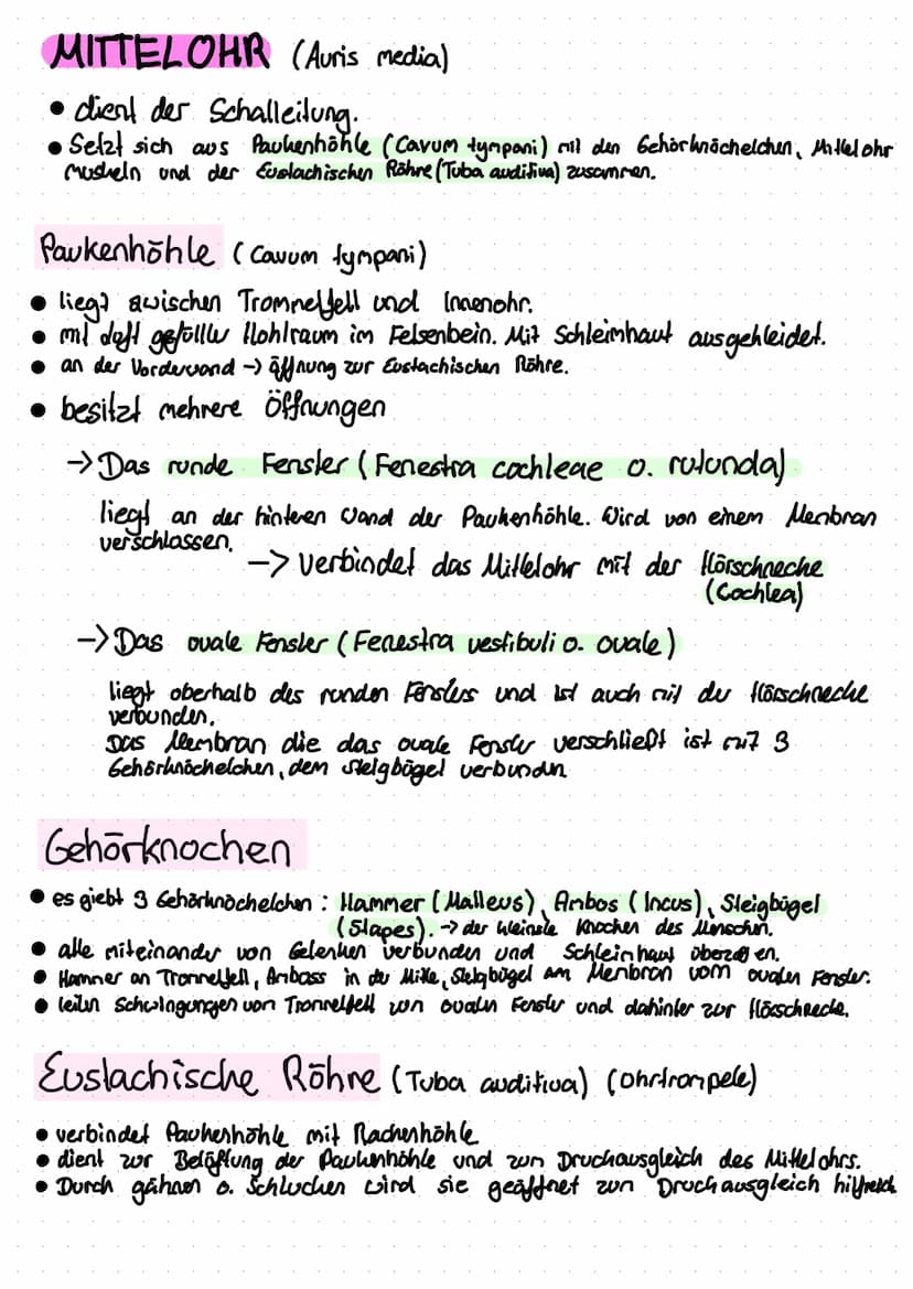 Anti
Helix
Das Ohr
Helix
Anti
Tragus
Hammer
(Malleus)
Vestibular
Organ
Amboss
(Incus)
N. vestibulan's
Trommelfell
(Membrana tympanica)
außer