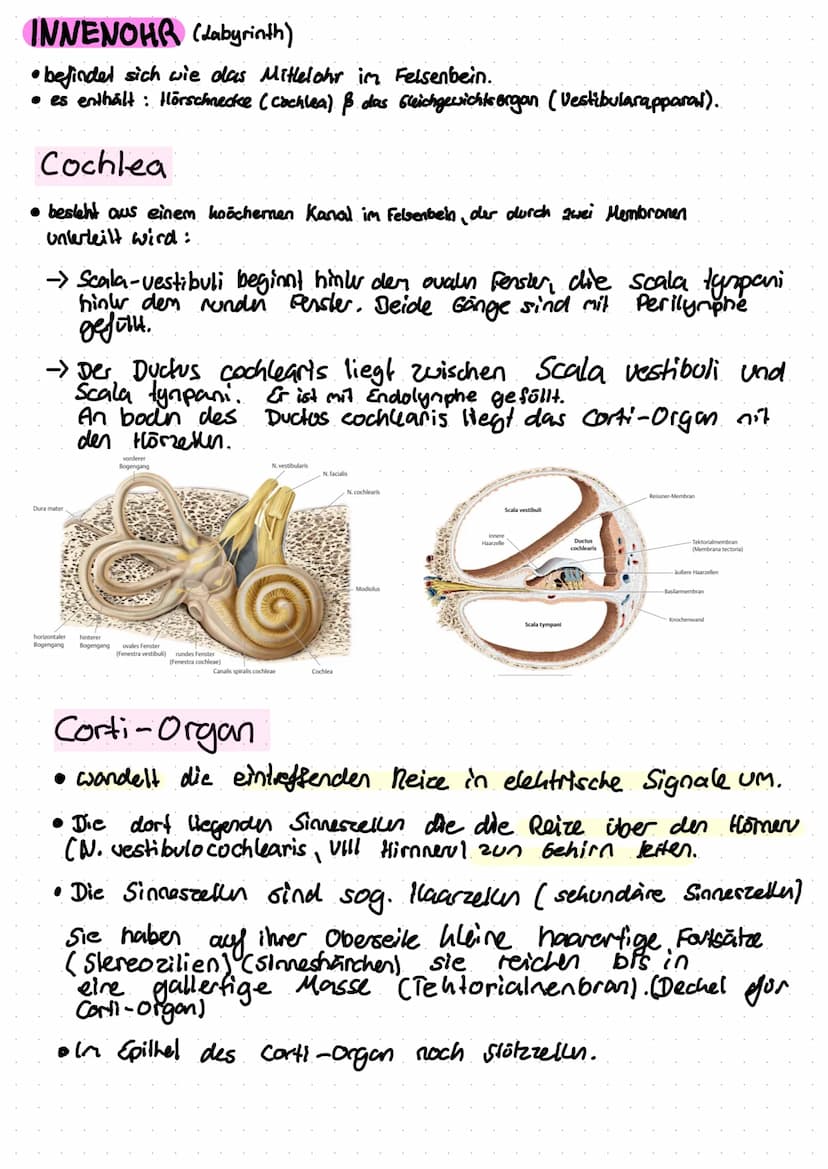 Anti
Helix
Das Ohr
Helix
Anti
Tragus
Hammer
(Malleus)
Vestibular
Organ
Amboss
(Incus)
N. vestibulan's
Trommelfell
(Membrana tympanica)
außer