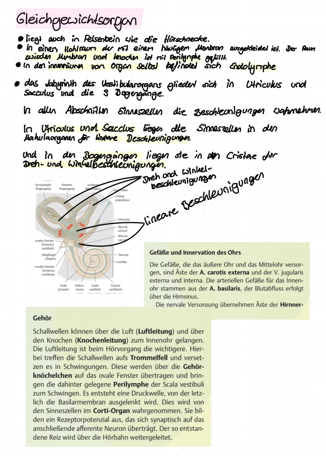 Anti
Helix
Das Ohr
Helix
Anti
Tragus
Hammer
(Malleus)
Vestibular
Organ
Amboss
(Incus)
N. vestibulan's
Trommelfell
(Membrana tympanica)
außer
