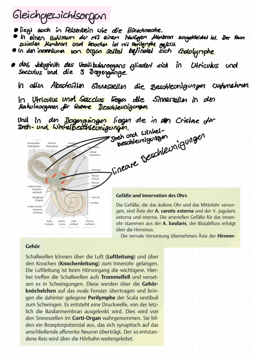 Anti
Helix
Das Ohr
Helix
Anti
Tragus
Hammer
(Malleus)
Vestibular
Organ
Amboss
(Incus)
N. vestibulan's
Trommelfell
(Membrana tympanica)
außer