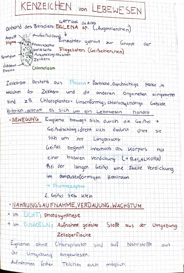 Know Kenzeichen von Lebewesen anhand des Beispiels Euglena thumbnail