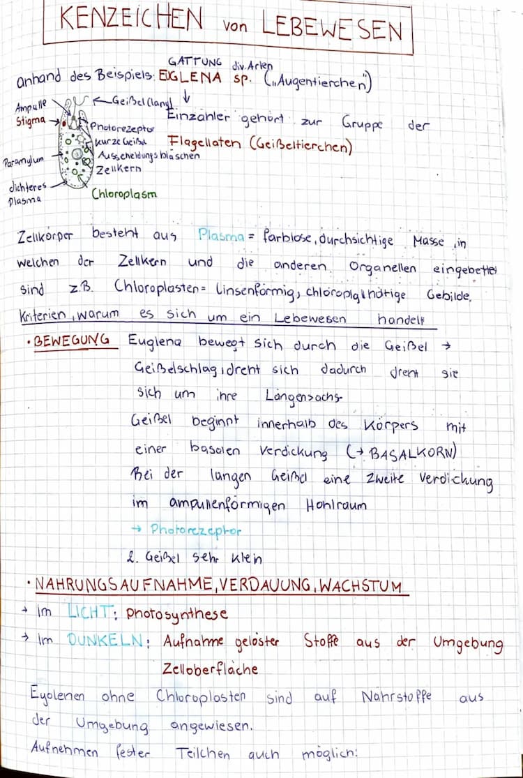 Know Kenzeichen von Lebewesen anhand des Beispiels Euglena thumbnail