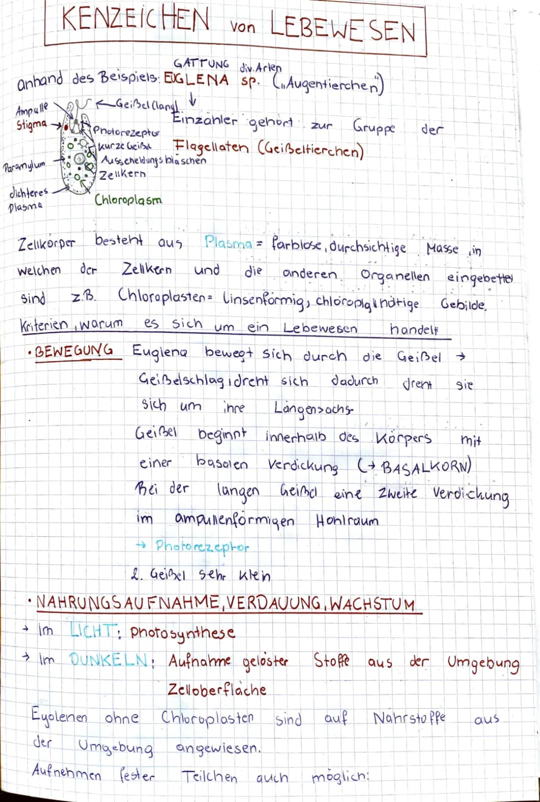 Euglena Steckbrief: Merkmale, Fortbewegung und Lebensraum