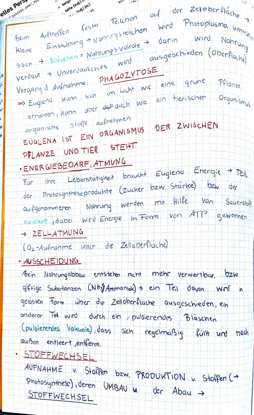 KENZEICHEN Von LEBEWESEN
GATTUNG div. Arten
anhand des Beispiels: EGLENA sp. (Augentierchen)
↓
Geißel (lang).
Einzahler gehört:
Ampulle
Stig