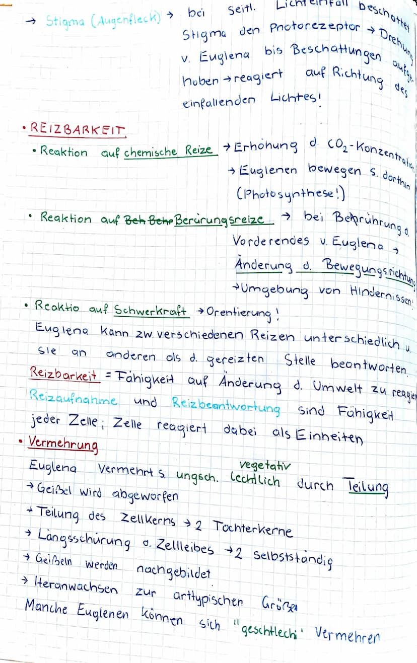 KENZEICHEN Von LEBEWESEN
GATTUNG div. Arten
anhand des Beispiels: EGLENA sp. (Augentierchen)
↓
Geißel (lang).
Einzahler gehört:
Ampulle
Stig