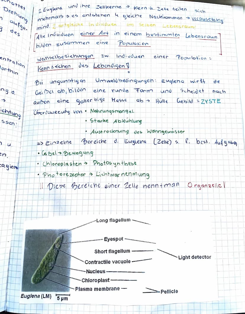 KENZEICHEN Von LEBEWESEN
GATTUNG div. Arten
anhand des Beispiels: EGLENA sp. (Augentierchen)
↓
Geißel (lang).
Einzahler gehört:
Ampulle
Stig