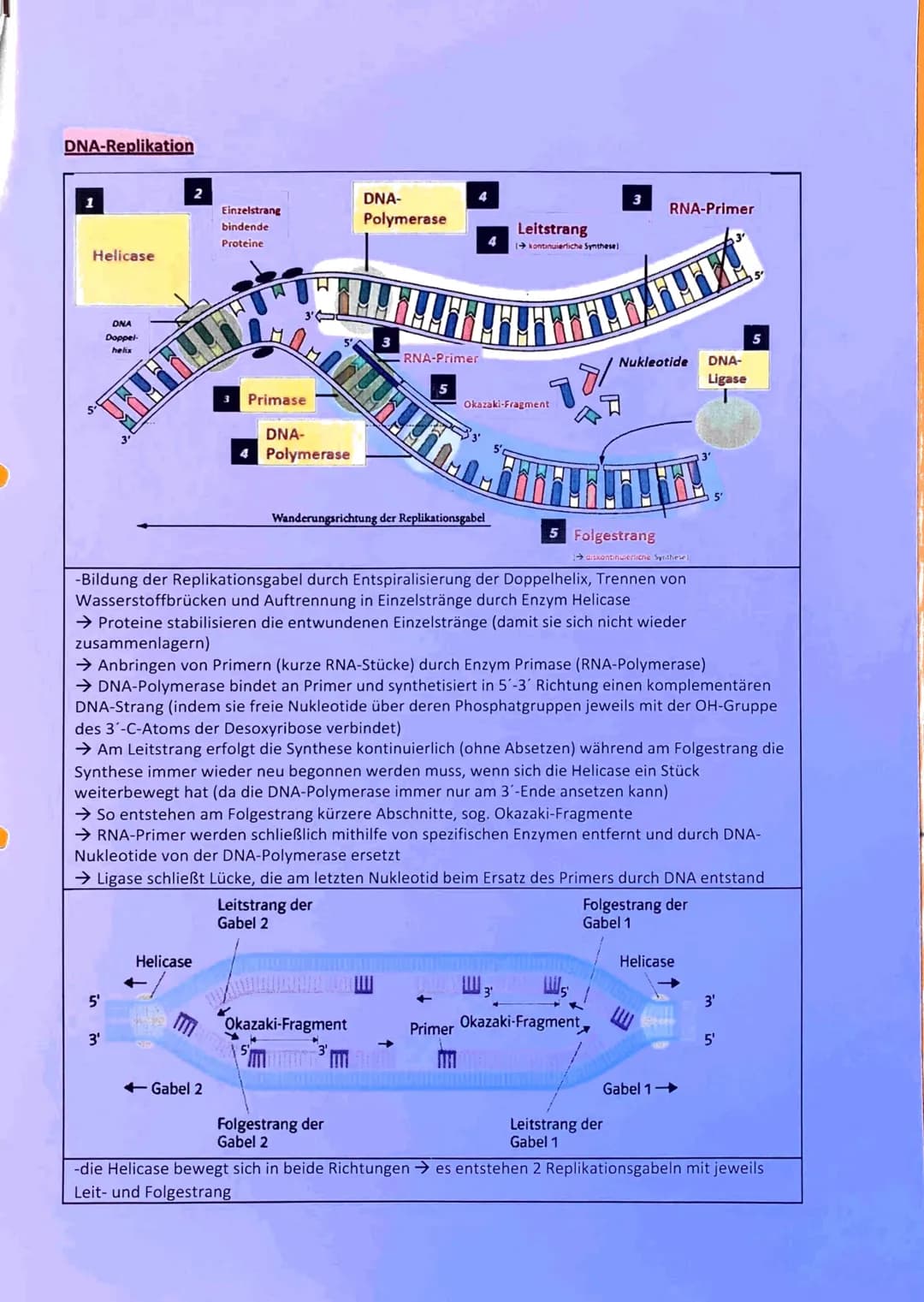DNA-Replikation
Helicase
5'
DNA
Doppel-
helix
3'
Helicase
Einzelstrang
bindende
Proteine
Gabel 2
Primase
DNA-
4 Polymerase
DNA-
Polymerase
T
