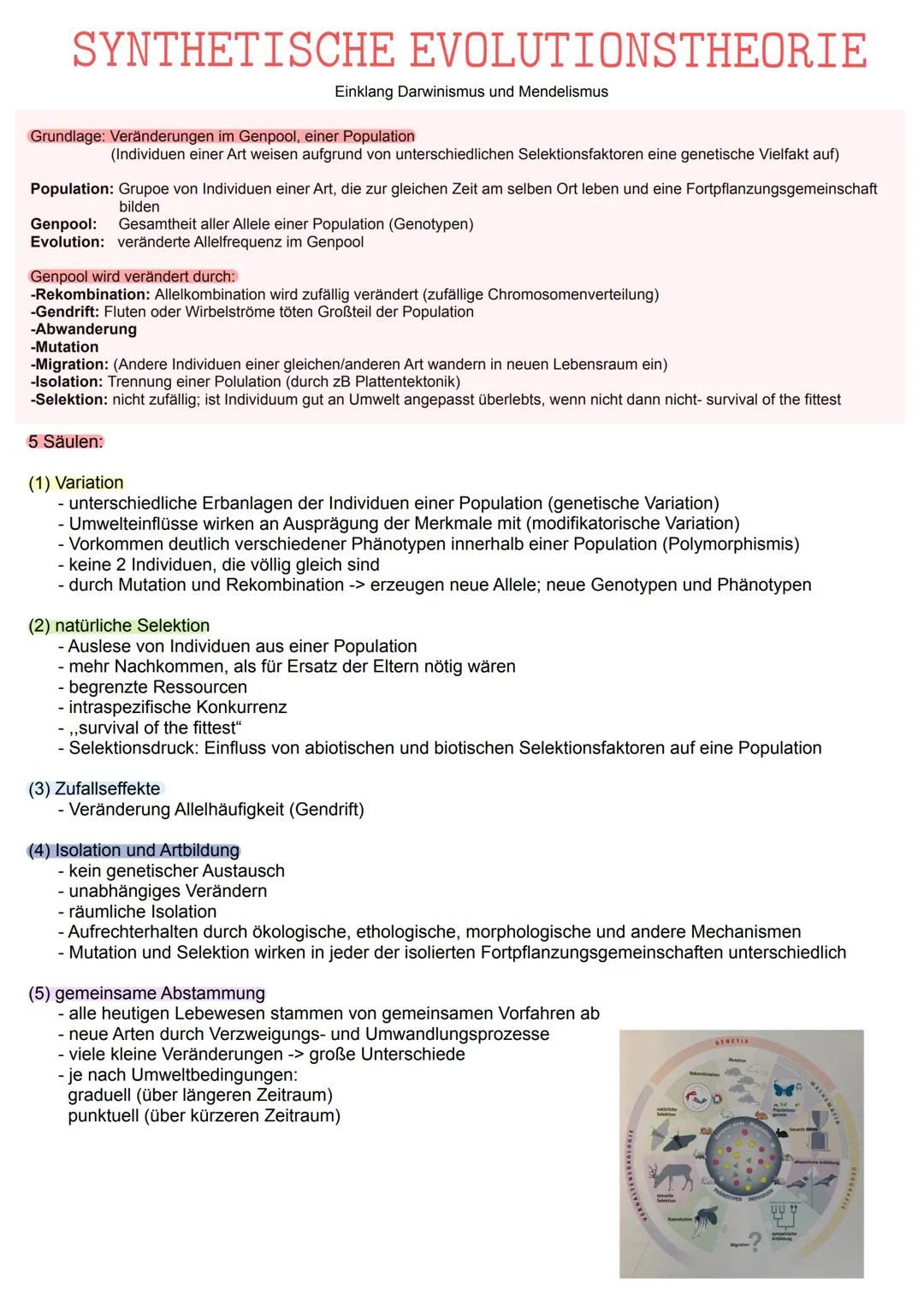 # SYNTHETISCHE EVOLUTIONSTHEORIE

Einklang Darwinismus und Mendelismus

Grundlage: Veränderungen im Genpool, einer Population
(Individuen ei
