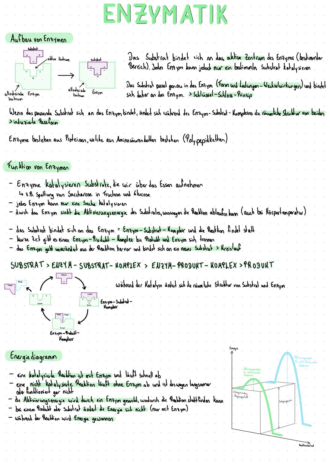 # ENZYMATIK

## Aufbau von Enzymen

allosterische Enzym
Zentrum

aktive ustrum

allosterische Enzym
Zentrum

Das Substrat bindet sich an das