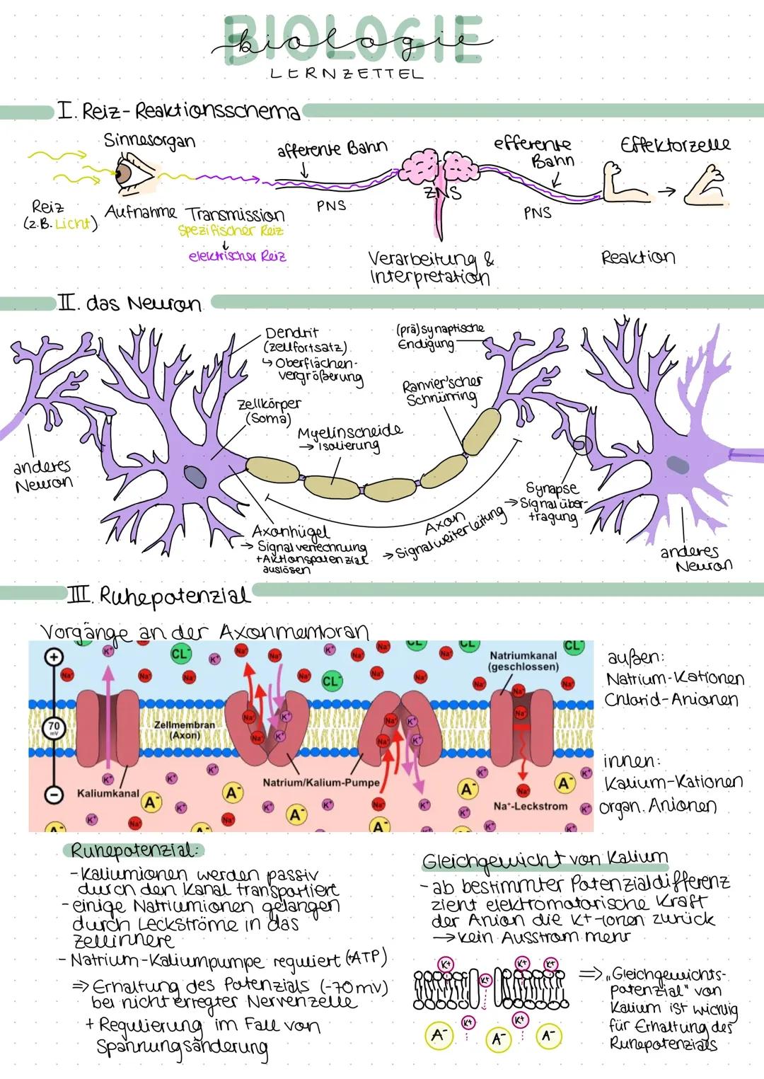 Neuronen Lernzettel Bio LK