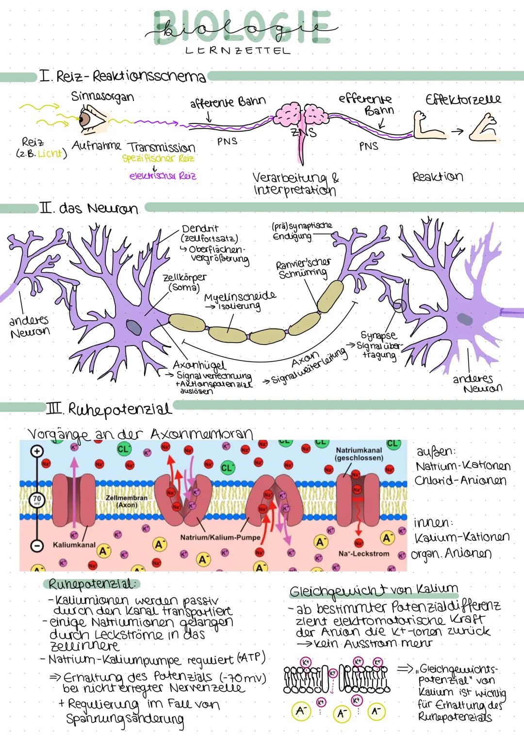 I. Reiz-Reaktionsschema
Reiz
(z. B. Licht)
Sinnesorgan
anderes
Neuron
I. das Neuron.
RIOLOGIE
LERNZETTEL
Aufnahme Transmission
Spezifischer 