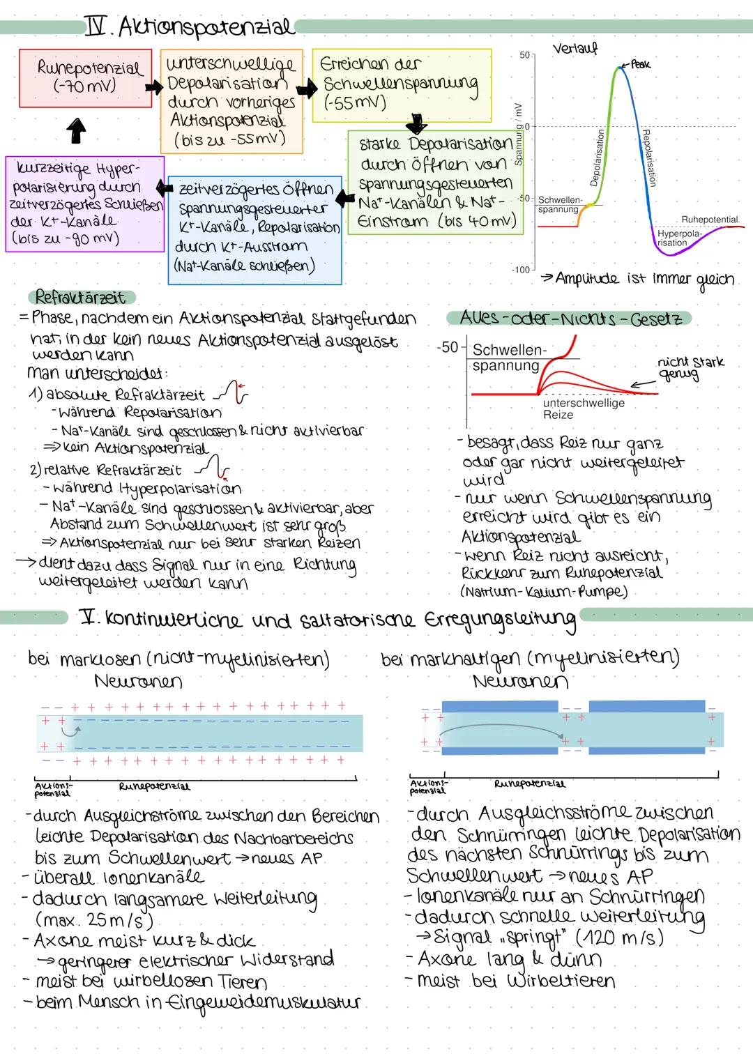 I. Reiz-Reaktionsschema
Reiz
(z. B. Licht)
Sinnesorgan
anderes
Neuron
I. das Neuron.
RIOLOGIE
LERNZETTEL
Aufnahme Transmission
Spezifischer 
