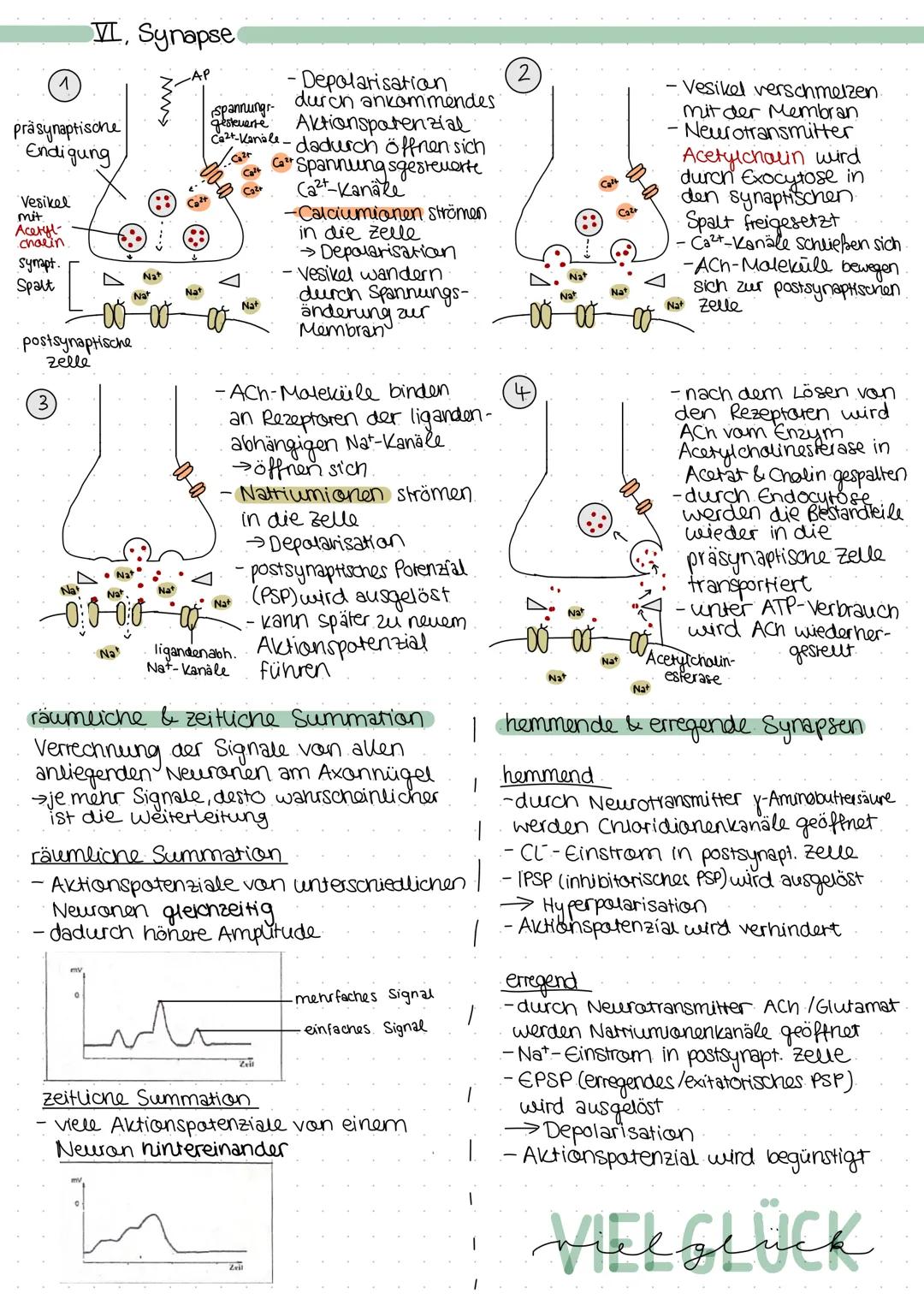 I. Reiz-Reaktionsschema
Reiz
(z. B. Licht)
Sinnesorgan
anderes
Neuron
I. das Neuron.
RIOLOGIE
LERNZETTEL
Aufnahme Transmission
Spezifischer 