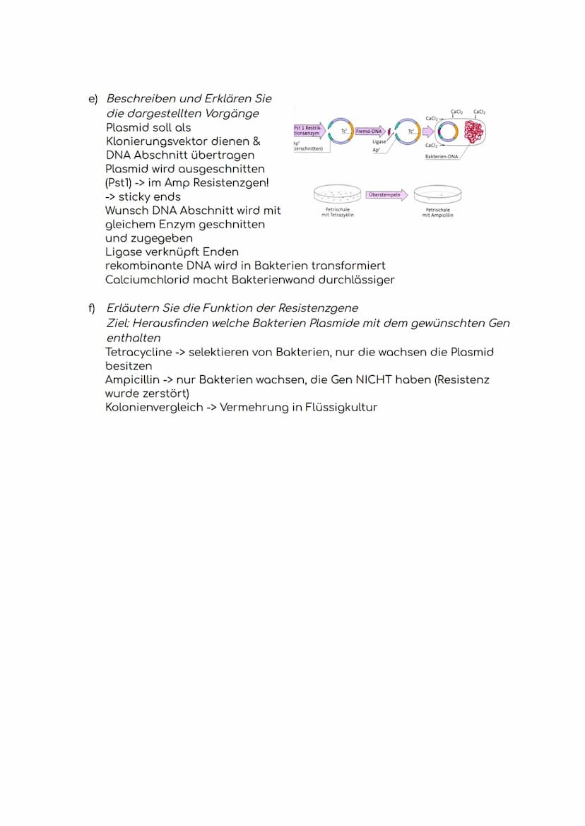 Biologie-Klausur
1. Das Gehirn
a) Aufbau des Gehirns
b) Aufgaben des Gehirns
1. Großhirn
2. Balken
3. Hypophyse/
Hirnanhangdrüse
4. Zwischen