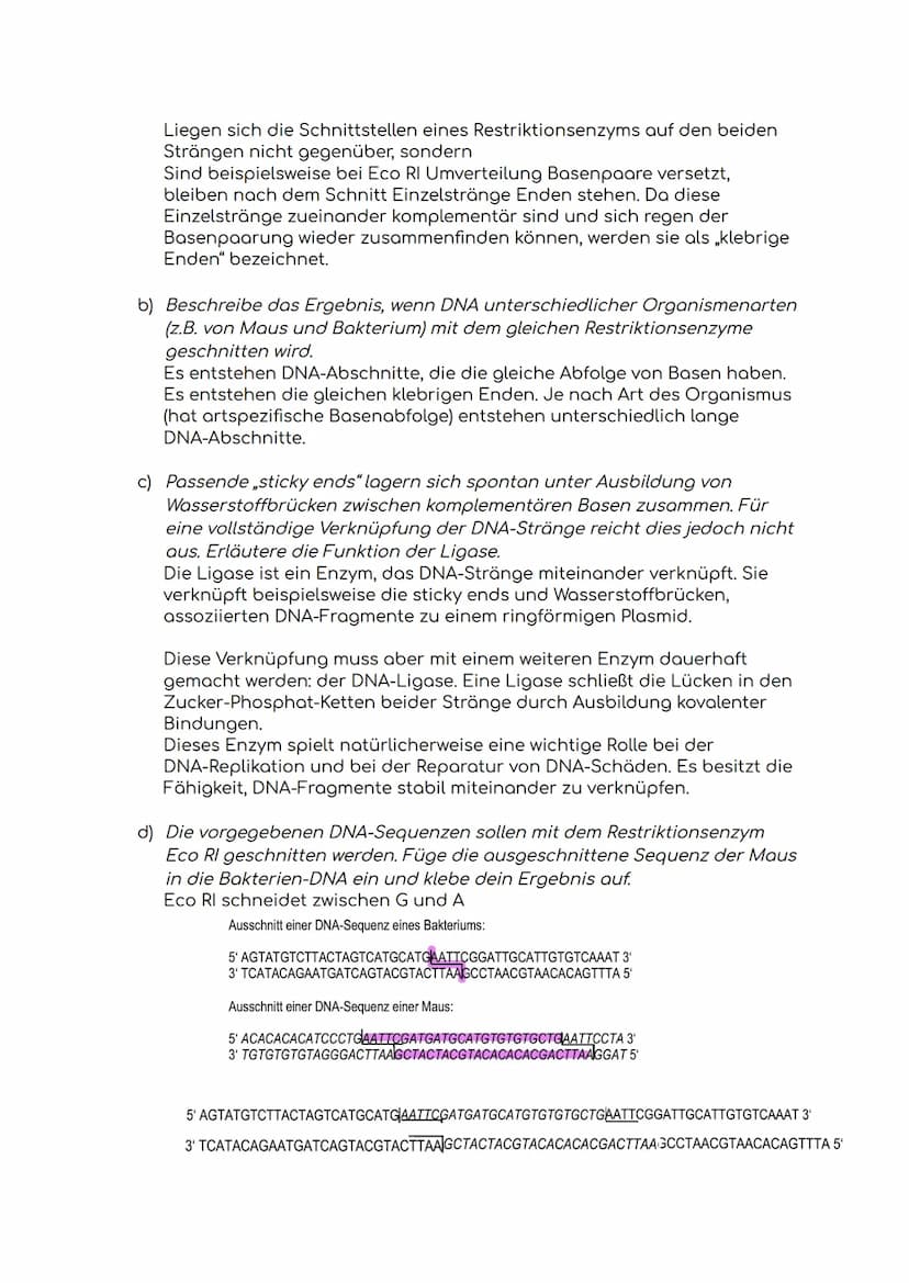 Biologie-Klausur
1. Das Gehirn
a) Aufbau des Gehirns
b) Aufgaben des Gehirns
1. Großhirn
2. Balken
3. Hypophyse/
Hirnanhangdrüse
4. Zwischen