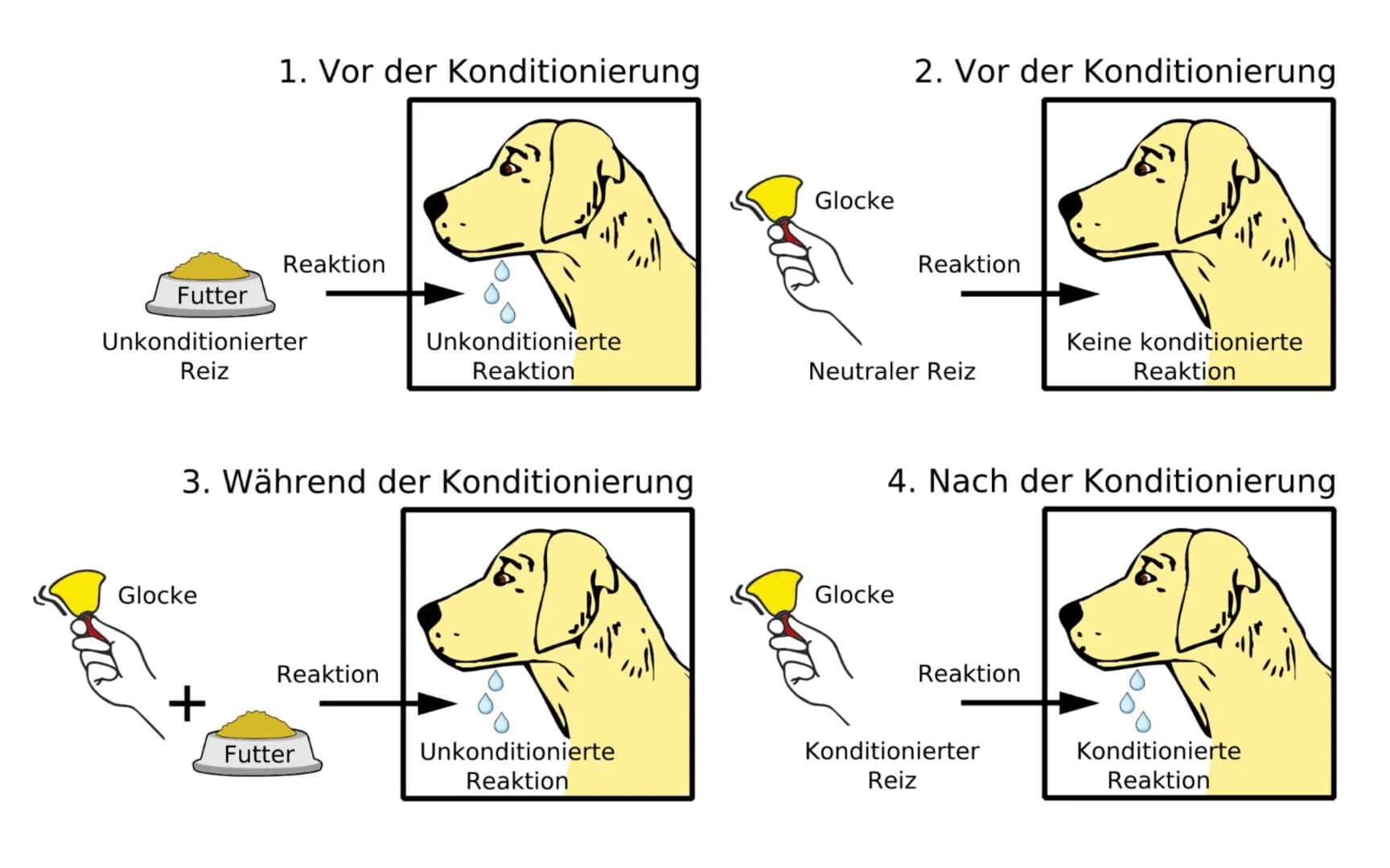 BEHAVIORISMUS GLIEDERUNG
●
Definition
Die Geschichte
Fazit
Quellen
Fragen pl
to
-shrunk
or a
175-
ing in order to pr
PRES- pre-side (pri zīd