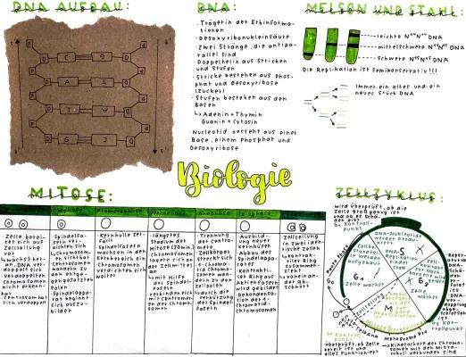 Know Lernzettel: Mitose, DNA, Zellzyklus thumbnail