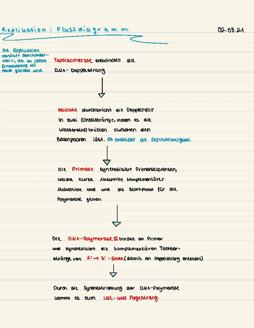 DNA-Replikation: Ein Leitfaden zur semikonservativen Synthese
