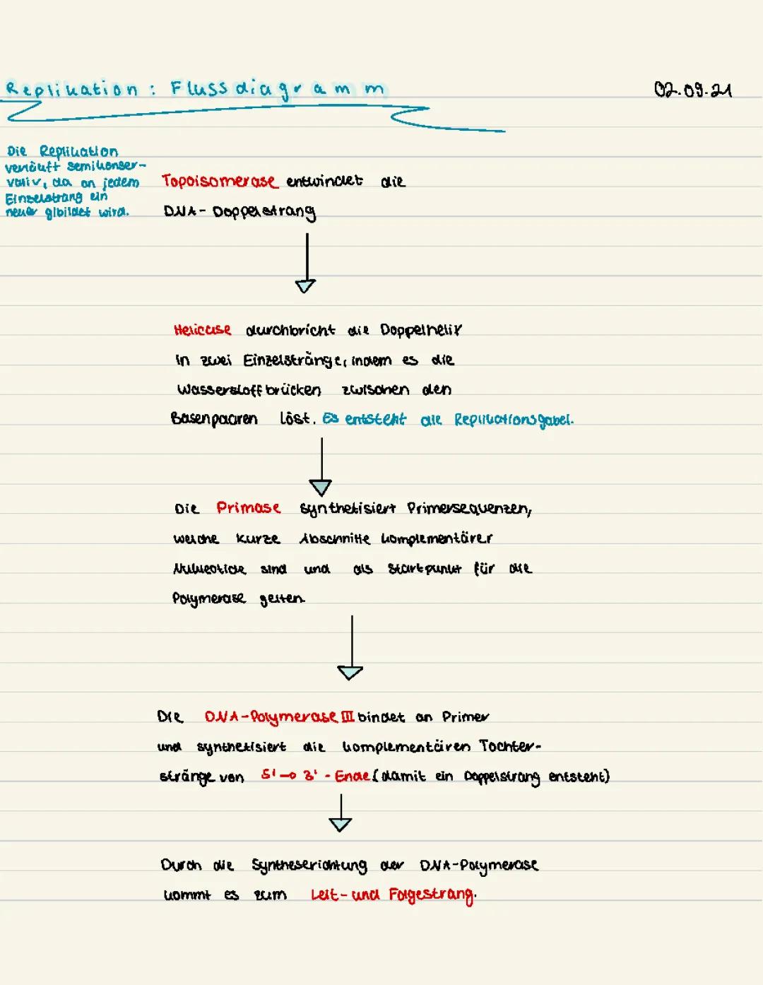 Was Passiert bei der DNA-Replikation? Semikonservative Replikation & Enzyme!