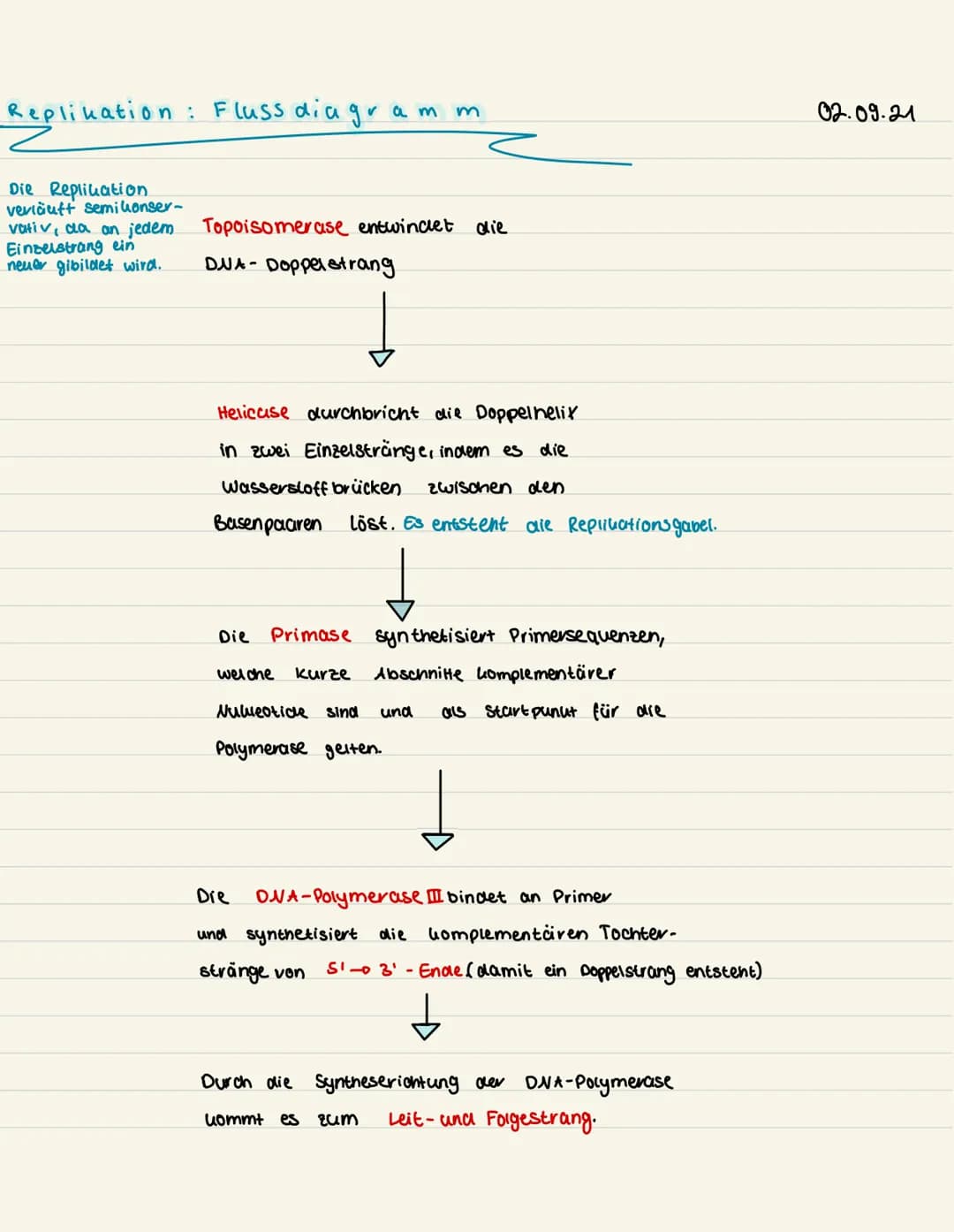Replikation: Fluss diagram m
Die Replication
verläuft semi konser-
vativ, da an jedem
Einzelstrang ein
neuer gibildet wird.
Topoisomerase en
