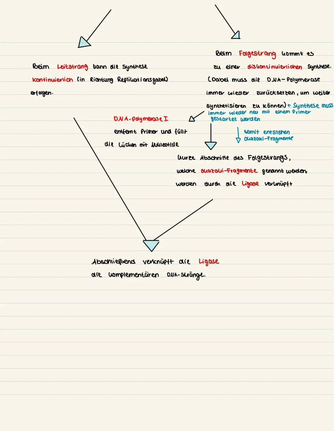 Replikation: Fluss diagram m
Die Replication
verläuft semi konser-
vativ, da an jedem
Einzelstrang ein
neuer gibildet wird.
Topoisomerase en