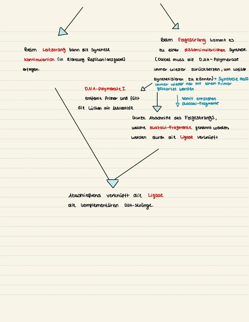 Replikation: Fluss diagram m
Die Replication
verläuft semi konser-
vativ, da an jedem
Einzelstrang ein
neuer gibildet wird.
Topoisomerase en