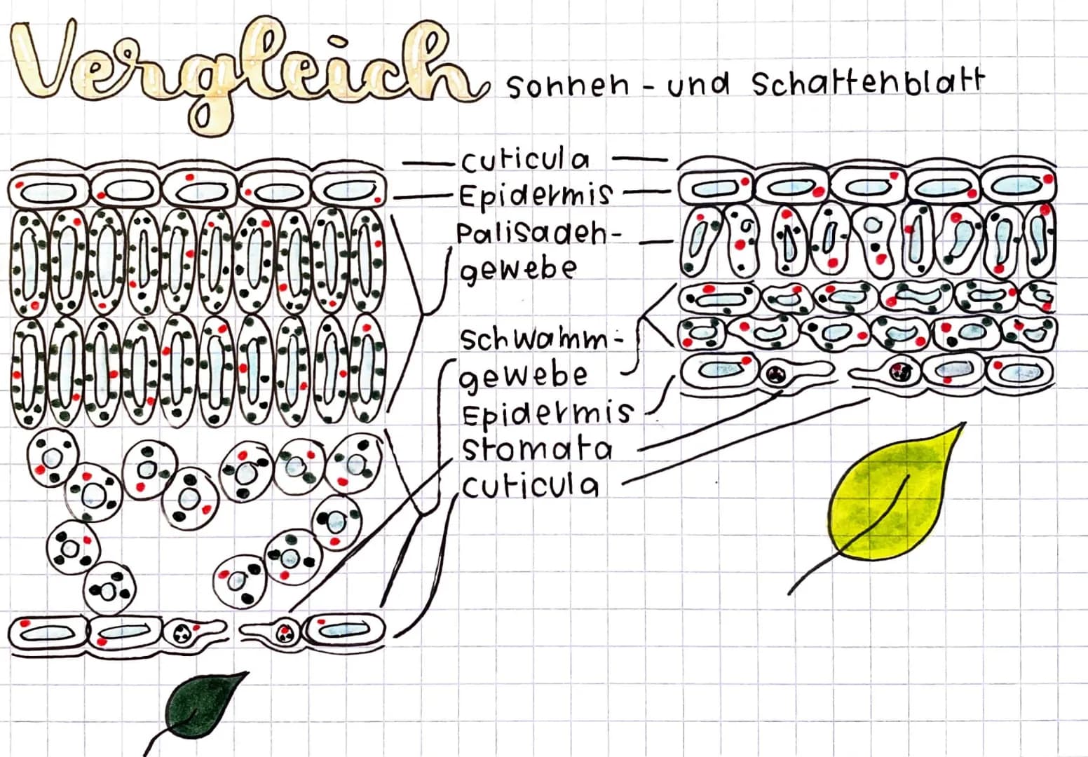 Homoitherme Tiere
Körpertemperatur wird unabhängig von der Umge-
bungstemperatur konstant gehalten = endotherm
Energie- und Nahrungsbedarf i