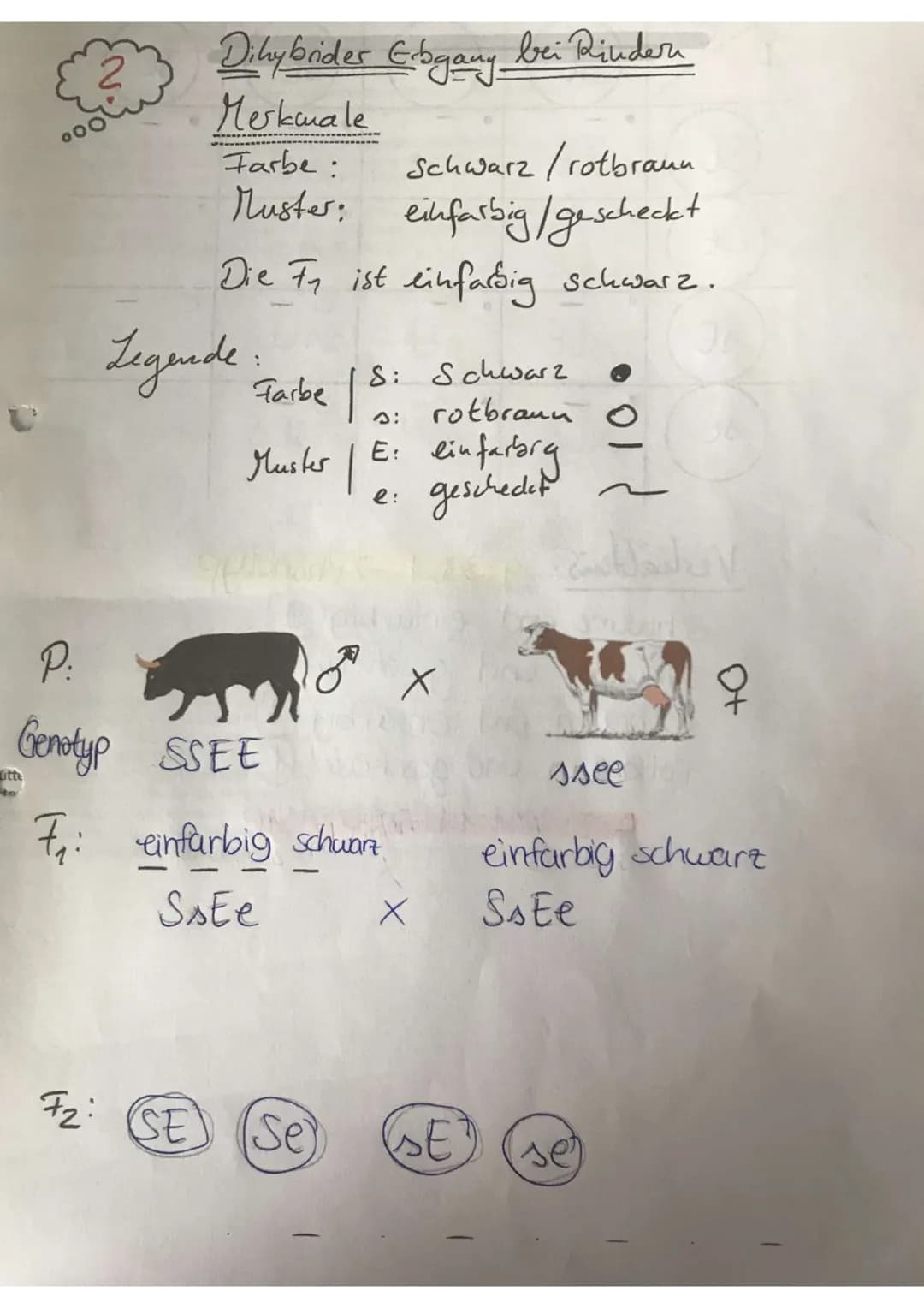 oc
utte
Dihybrider Erbgany bei Rindera
Merkmale
Farbe:
Schwarz/rotbraun
Muster: einfarbig/gescheckt
Die F₁ ist einfarbig schwarz.
Legende:
F