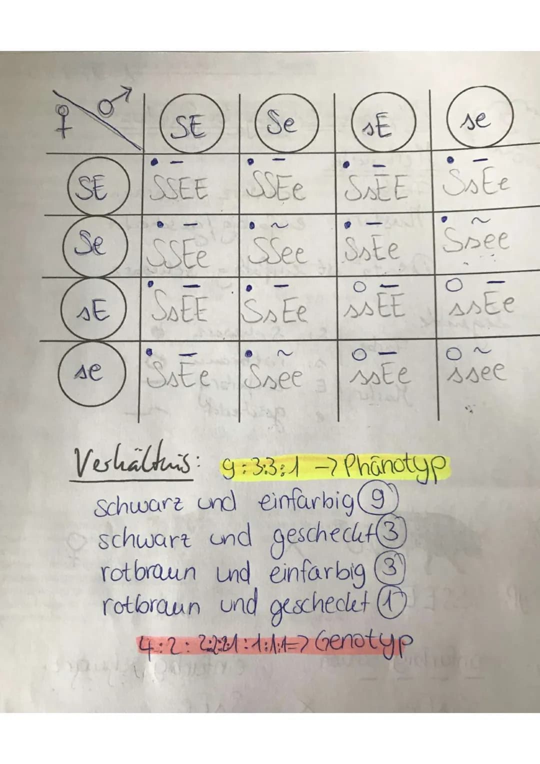 oc
utte
Dihybrider Erbgany bei Rindera
Merkmale
Farbe:
Schwarz/rotbraun
Muster: einfarbig/gescheckt
Die F₁ ist einfarbig schwarz.
Legende:
F