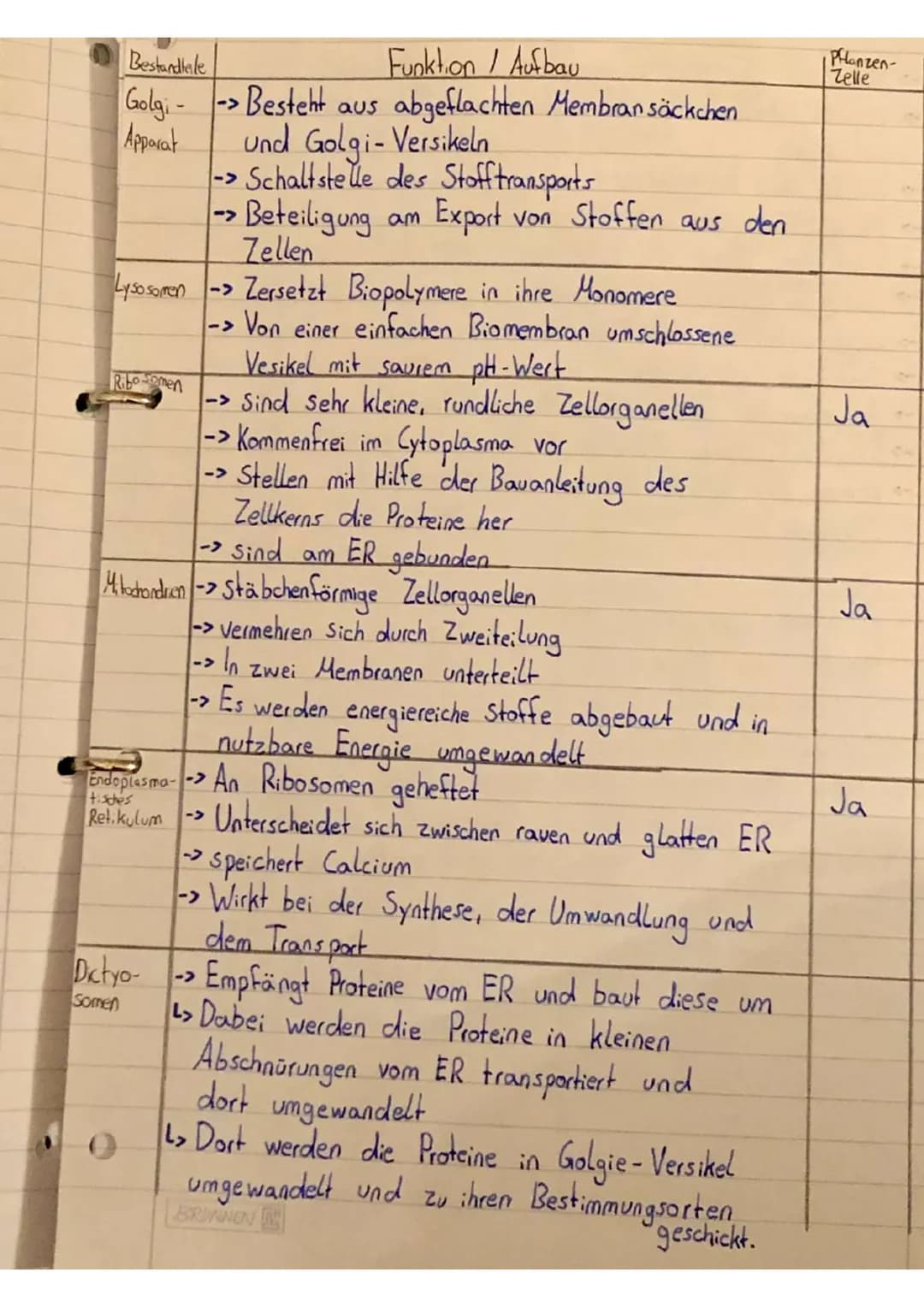 Pflanzenzelle
Zellmembran
-Cytoplasma
Chloroplasten
- Zellwand
-L> Verbindungskanäle
Vakuole
Vesikel
raves ER mit Ribosomen
-
Unterschiede -