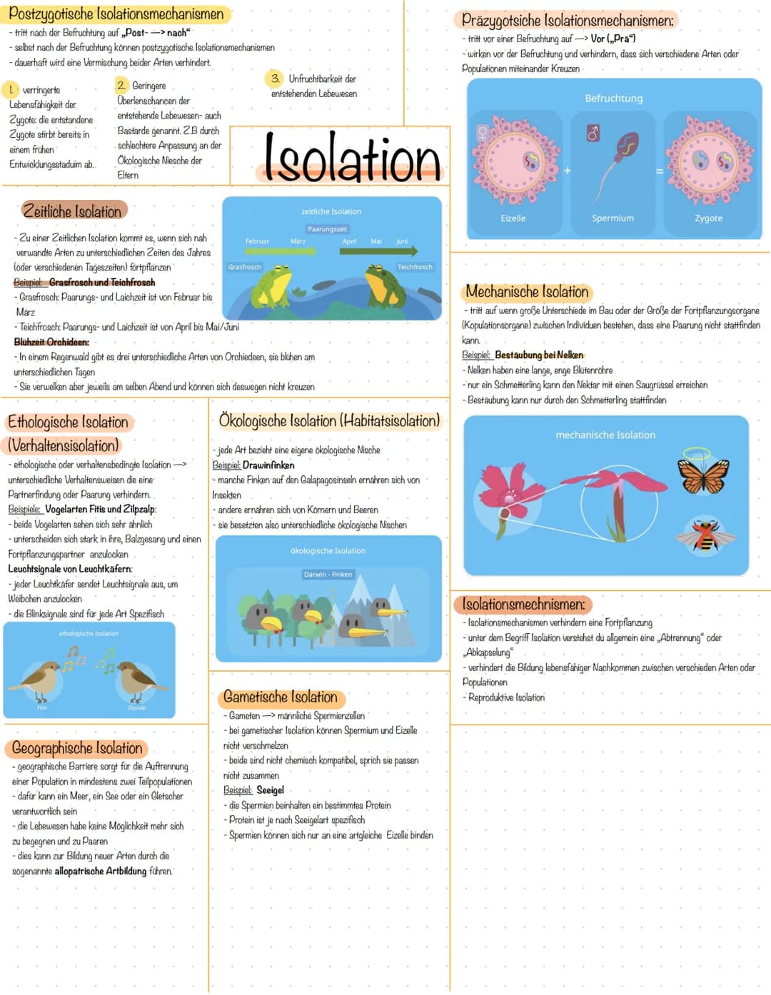 Postzygotische Isolationsmechanismen
- tritt nach der Befruchtung auf Post--> nach"
- selbst nach der Befruchtung können postzygotische Isol
