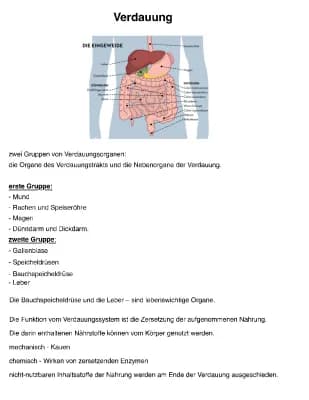 Know Zusammenfassung Verdauung, Atmung und Blutkreislauf  thumbnail