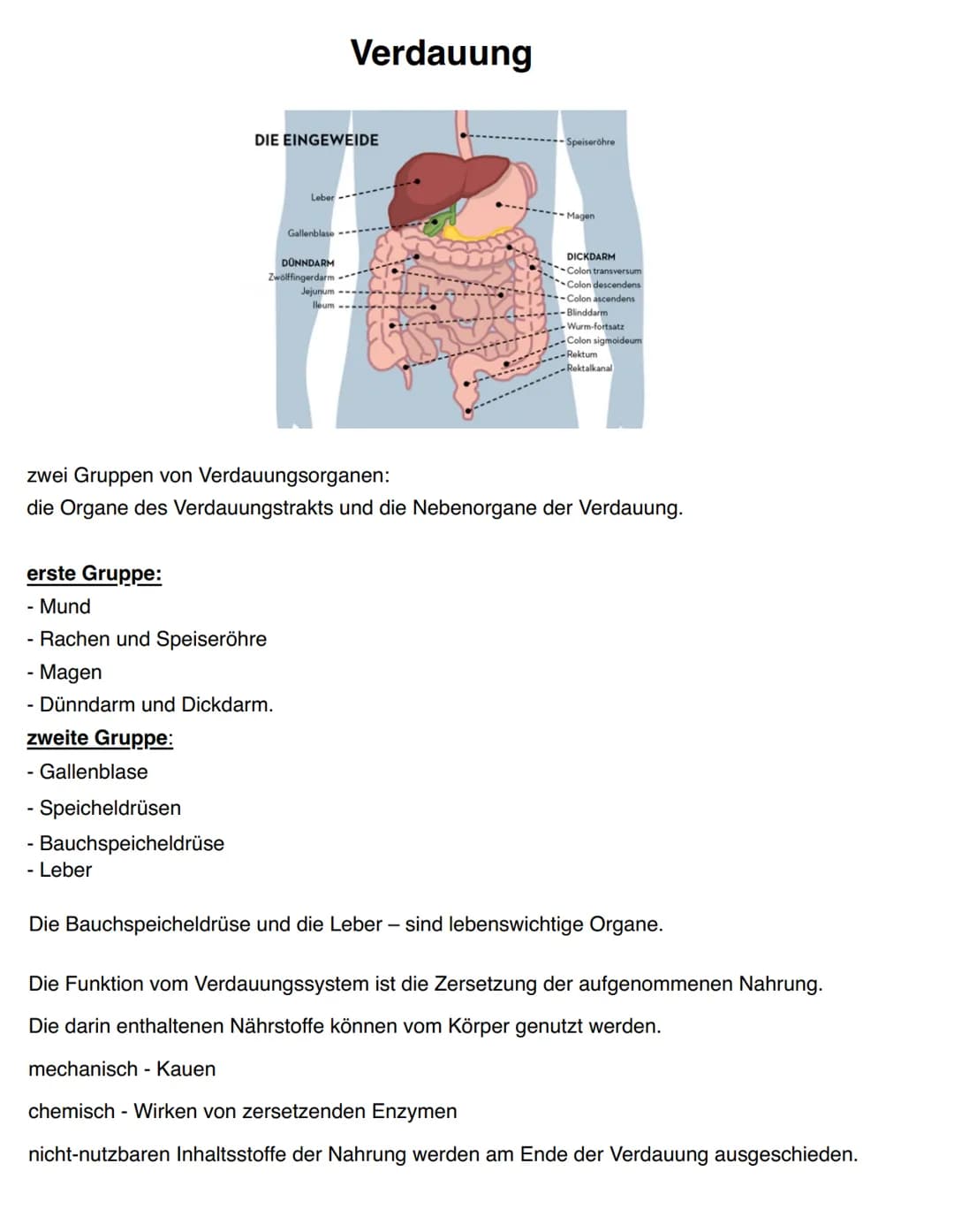 DIE EINGEWEIDE
Gallenblase
- Speicheldrüsen
-
- Bauchspeicheldrüse
- Leber
Leber
erste Gruppe:
- Mund
- Rachen und Speiseröhre
Magen
- Dünnd