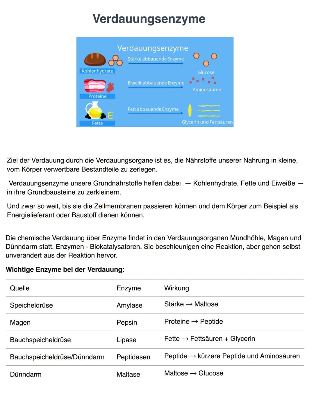 DIE EINGEWEIDE
Gallenblase
- Speicheldrüsen
-
- Bauchspeicheldrüse
- Leber
Leber
erste Gruppe:
- Mund
- Rachen und Speiseröhre
Magen
- Dünnd