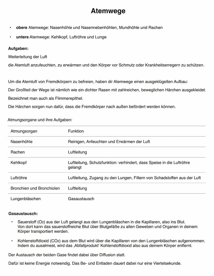 DIE EINGEWEIDE
Gallenblase
- Speicheldrüsen
-
- Bauchspeicheldrüse
- Leber
Leber
erste Gruppe:
- Mund
- Rachen und Speiseröhre
Magen
- Dünnd