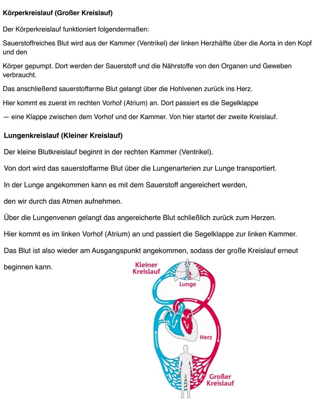 DIE EINGEWEIDE
Gallenblase
- Speicheldrüsen
-
- Bauchspeicheldrüse
- Leber
Leber
erste Gruppe:
- Mund
- Rachen und Speiseröhre
Magen
- Dünnd