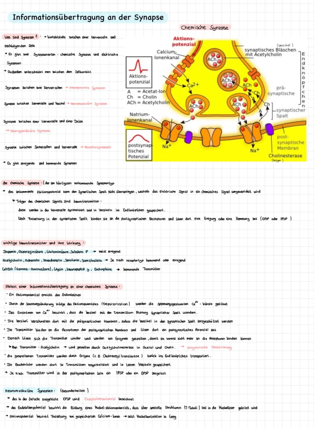 AUFBAU UND FUNKTION DES NEURONS
Nervenzellen sind für die Reizweiterleitung in unserem Körper verantwortlich.
Aufbau
DENDRITEN
Zellausläufer