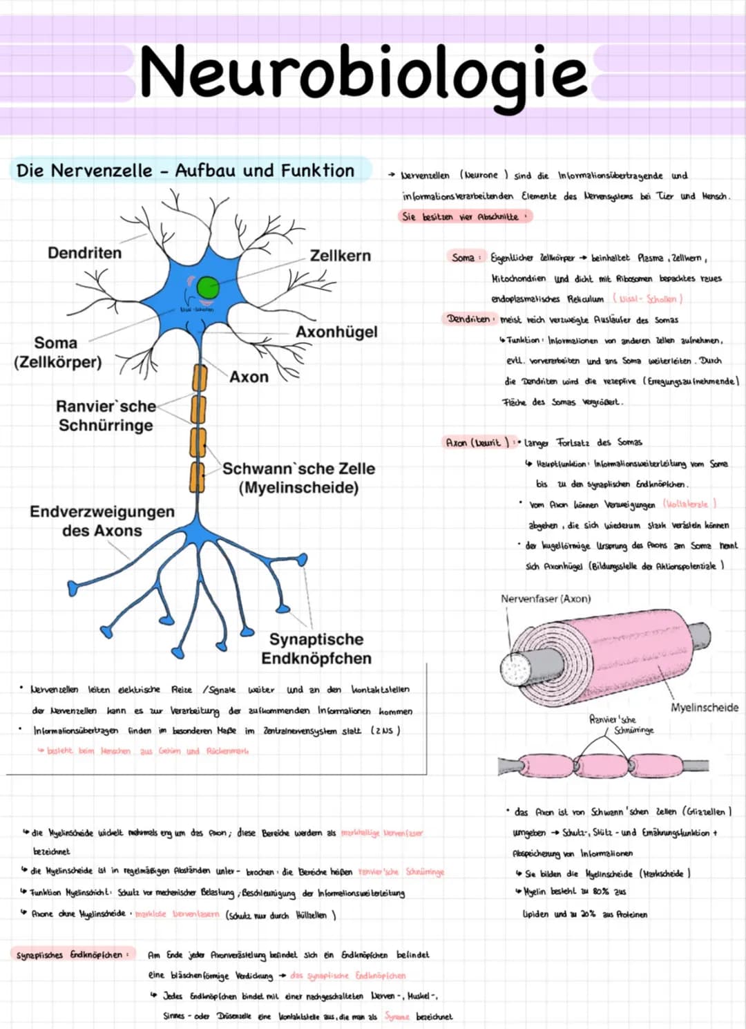 AUFBAU UND FUNKTION DES NEURONS
Nervenzellen sind für die Reizweiterleitung in unserem Körper verantwortlich.
Aufbau
DENDRITEN
Zellausläufer