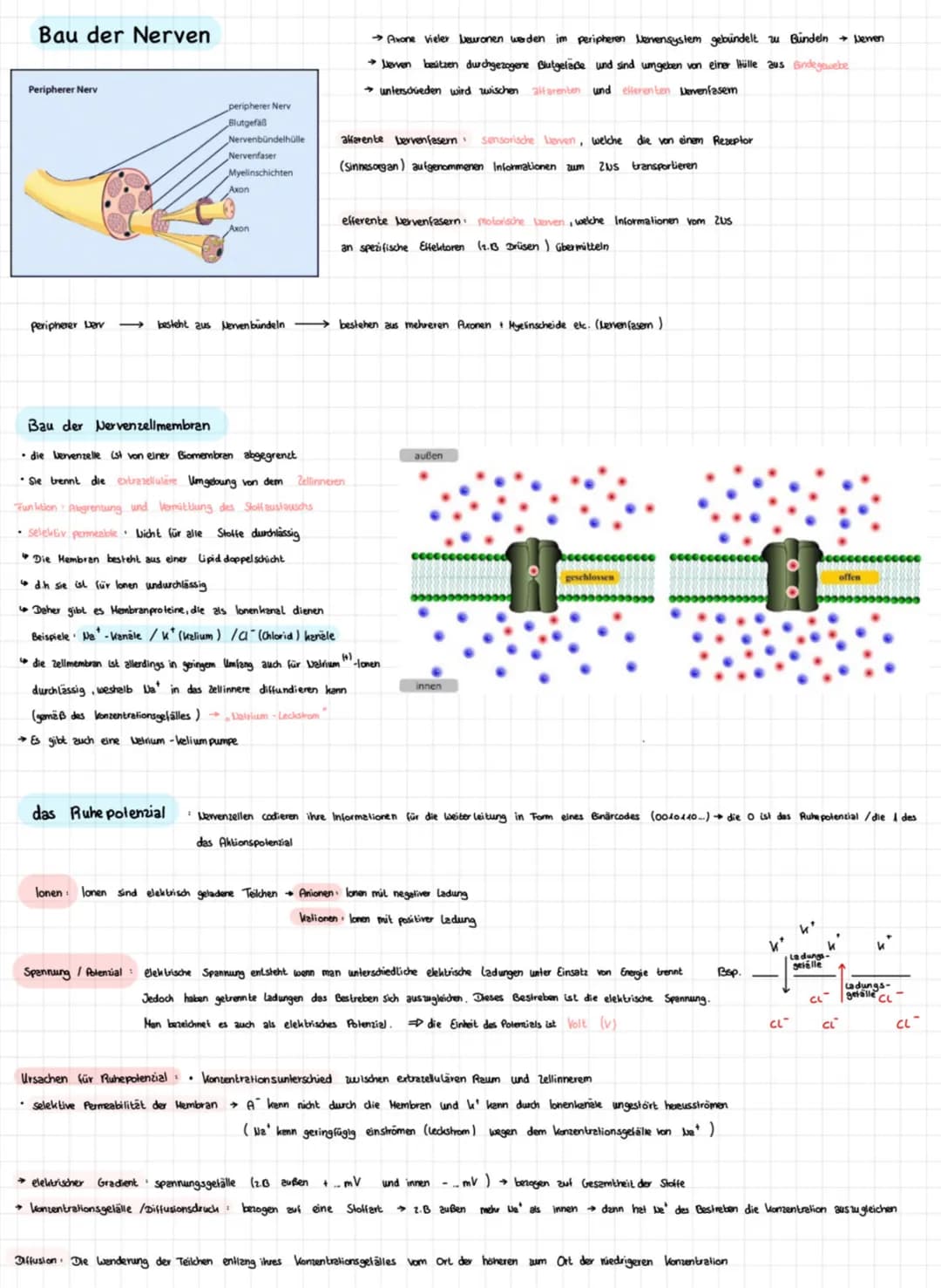AUFBAU UND FUNKTION DES NEURONS
Nervenzellen sind für die Reizweiterleitung in unserem Körper verantwortlich.
Aufbau
DENDRITEN
Zellausläufer