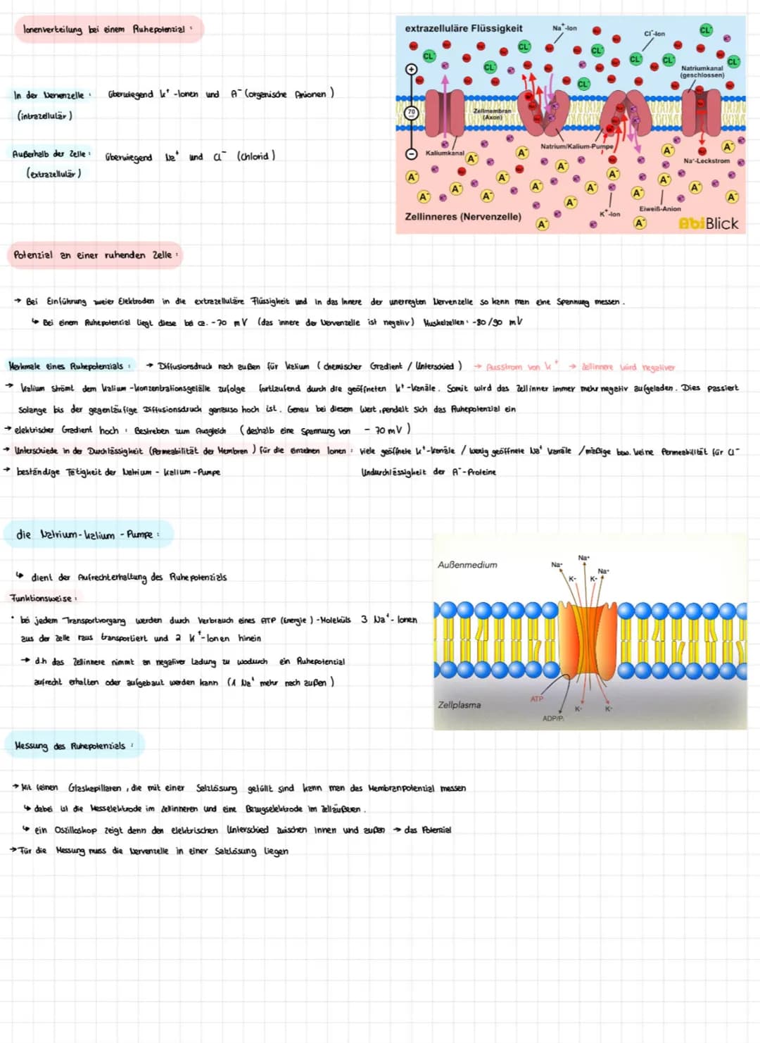AUFBAU UND FUNKTION DES NEURONS
Nervenzellen sind für die Reizweiterleitung in unserem Körper verantwortlich.
Aufbau
DENDRITEN
Zellausläufer