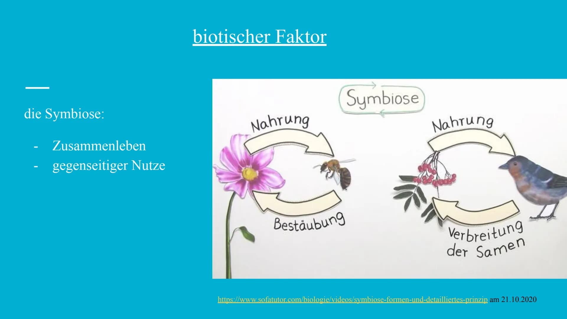 Handout Biologie über ein Ökosystem
Carina J. und Celina U. Klasse: 11d
Grundinfos:
Marianengraben
ca. 2400 km Länge
benannt nach Inselgrupp