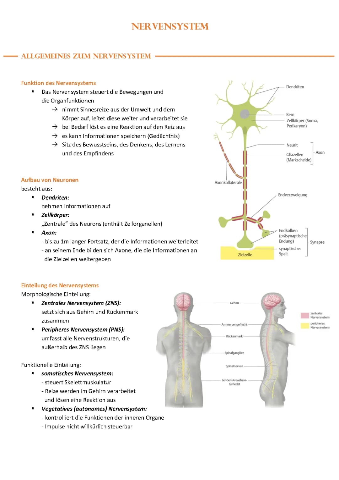 Nervensystem & Neurologische Notfälle