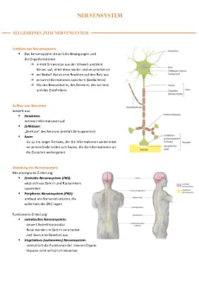 Know Nervensystem & Neurologische Notfälle thumbnail