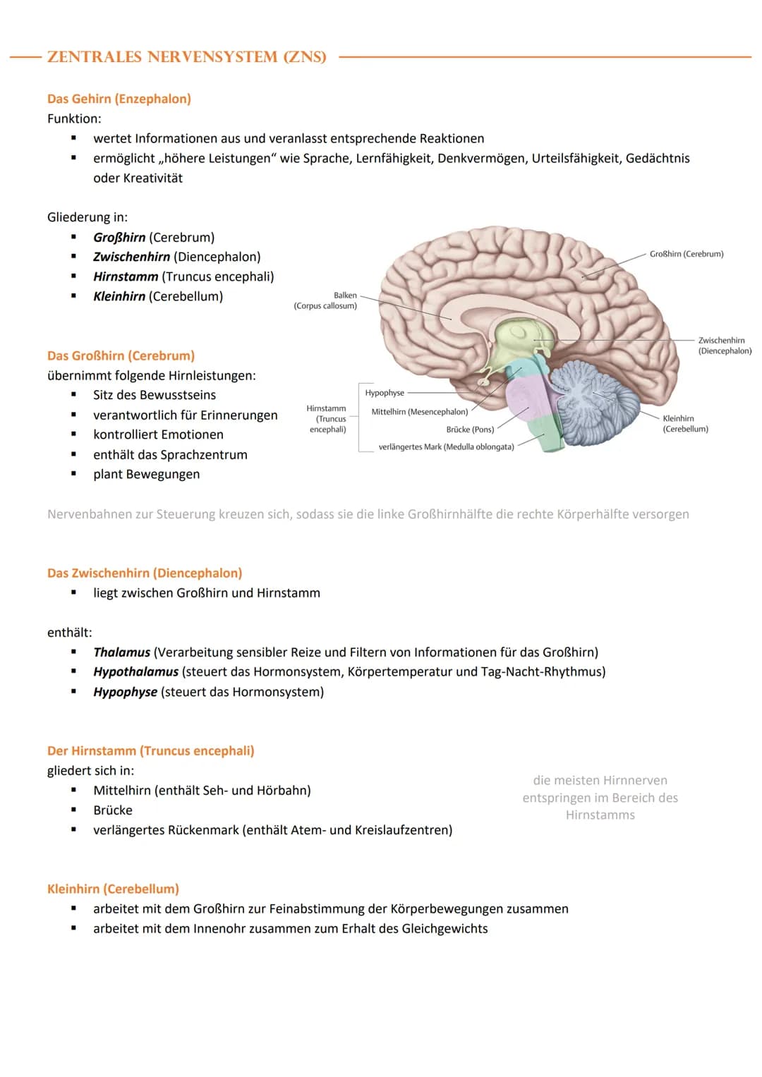 ALLGEMEINES ZUM NERVENSYSTEM
Funktion des Nervensystems
Das Nervensystem steuert die Bewegungen und
die Organfunktionen
Aufbau von Neuronen
