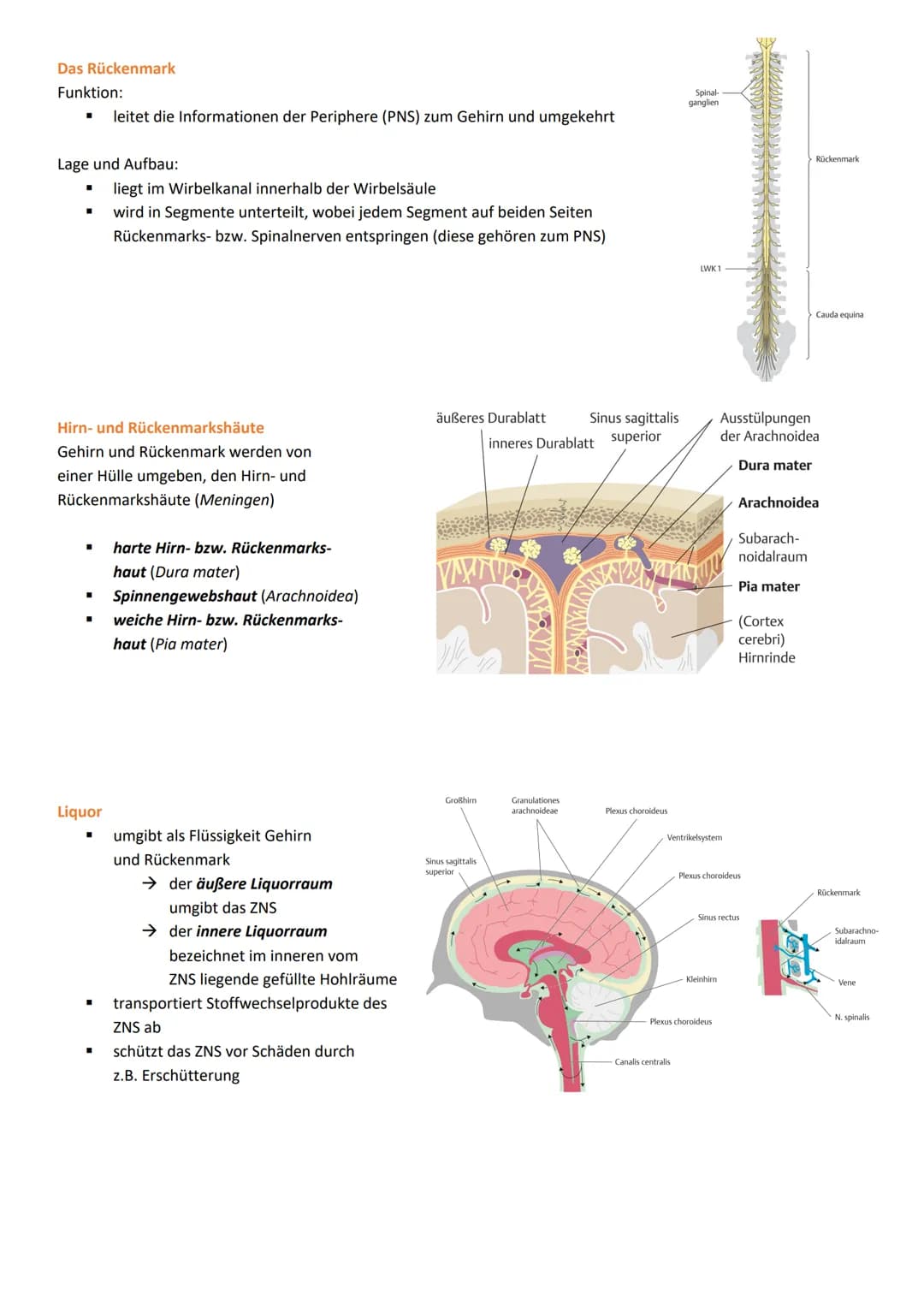ALLGEMEINES ZUM NERVENSYSTEM
Funktion des Nervensystems
Das Nervensystem steuert die Bewegungen und
die Organfunktionen
Aufbau von Neuronen
